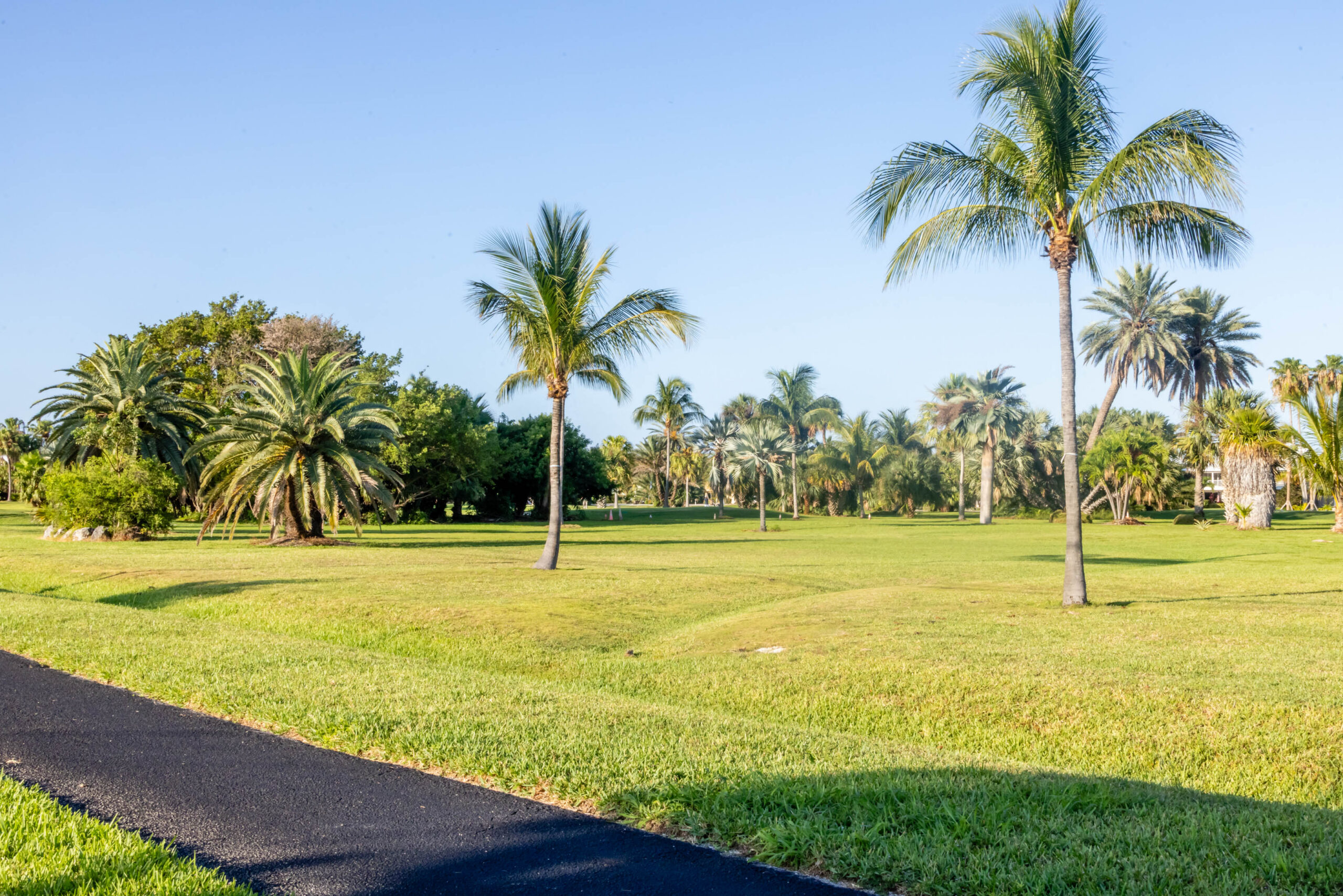 Sunny park with palm trees and pathway