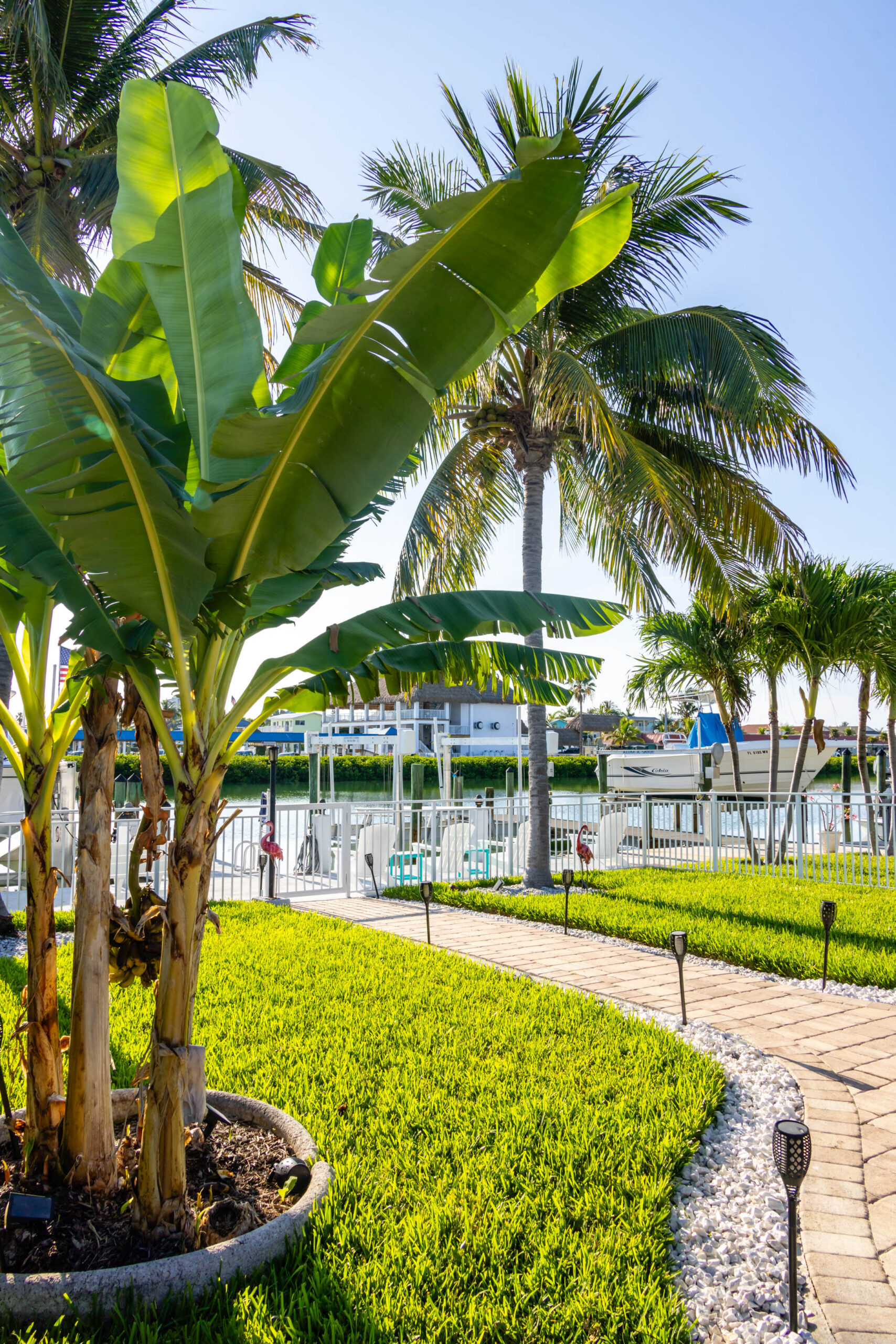 Banana plant and palms by marina