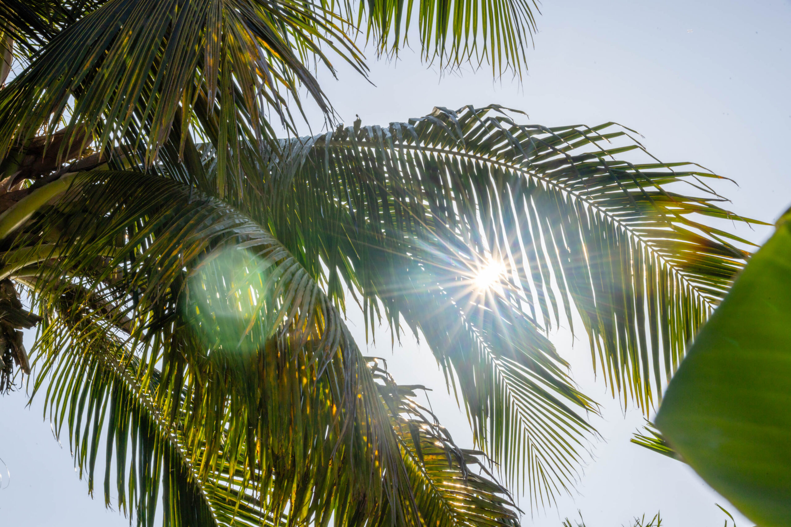Sunlit palm fronds with lens flare