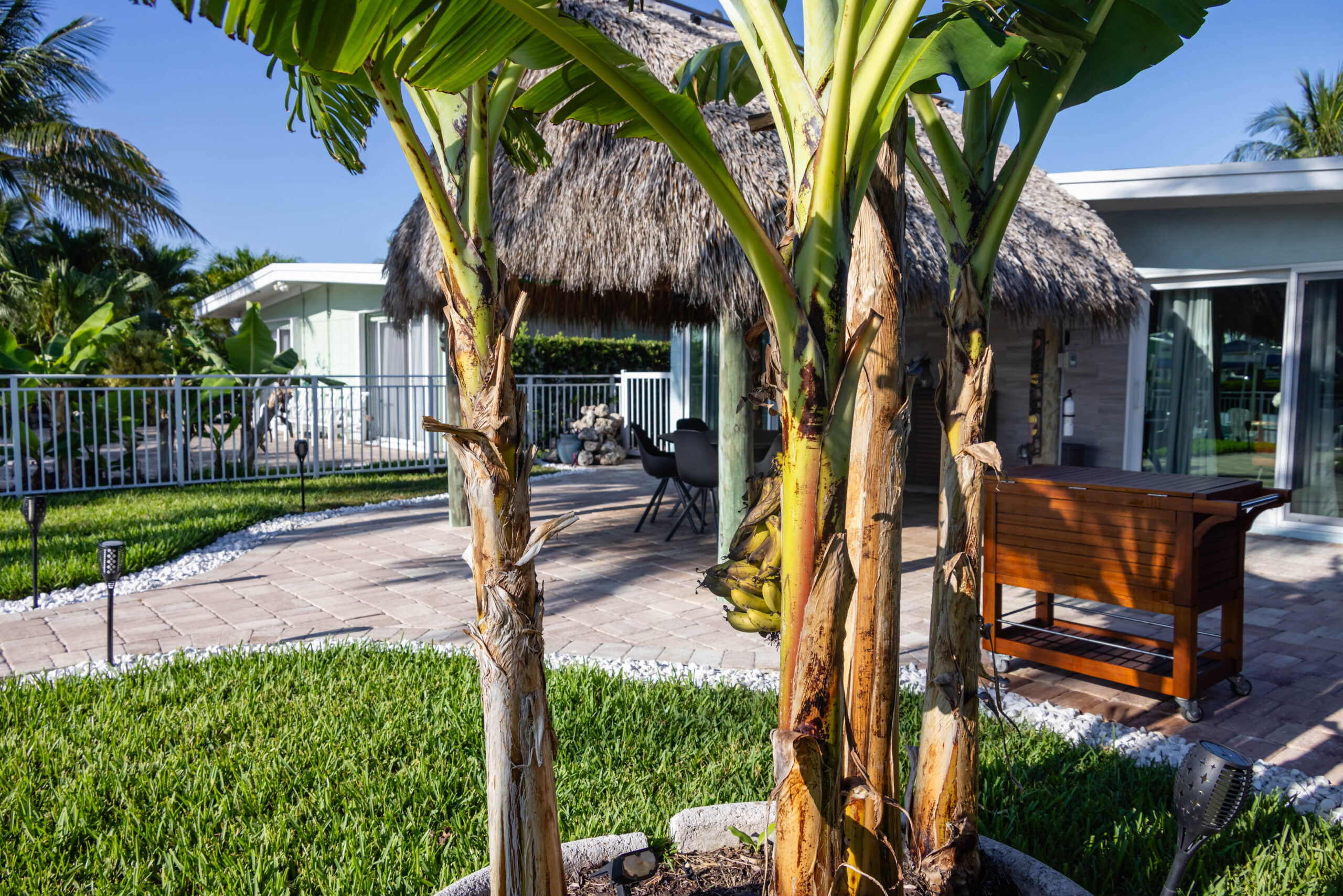 Backyard patio with banana trees and tiki hut