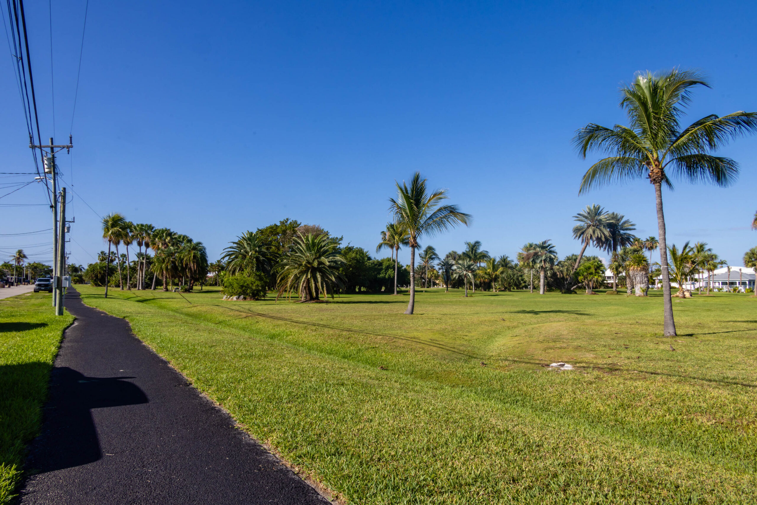 Sunny park with palm trees and paved path