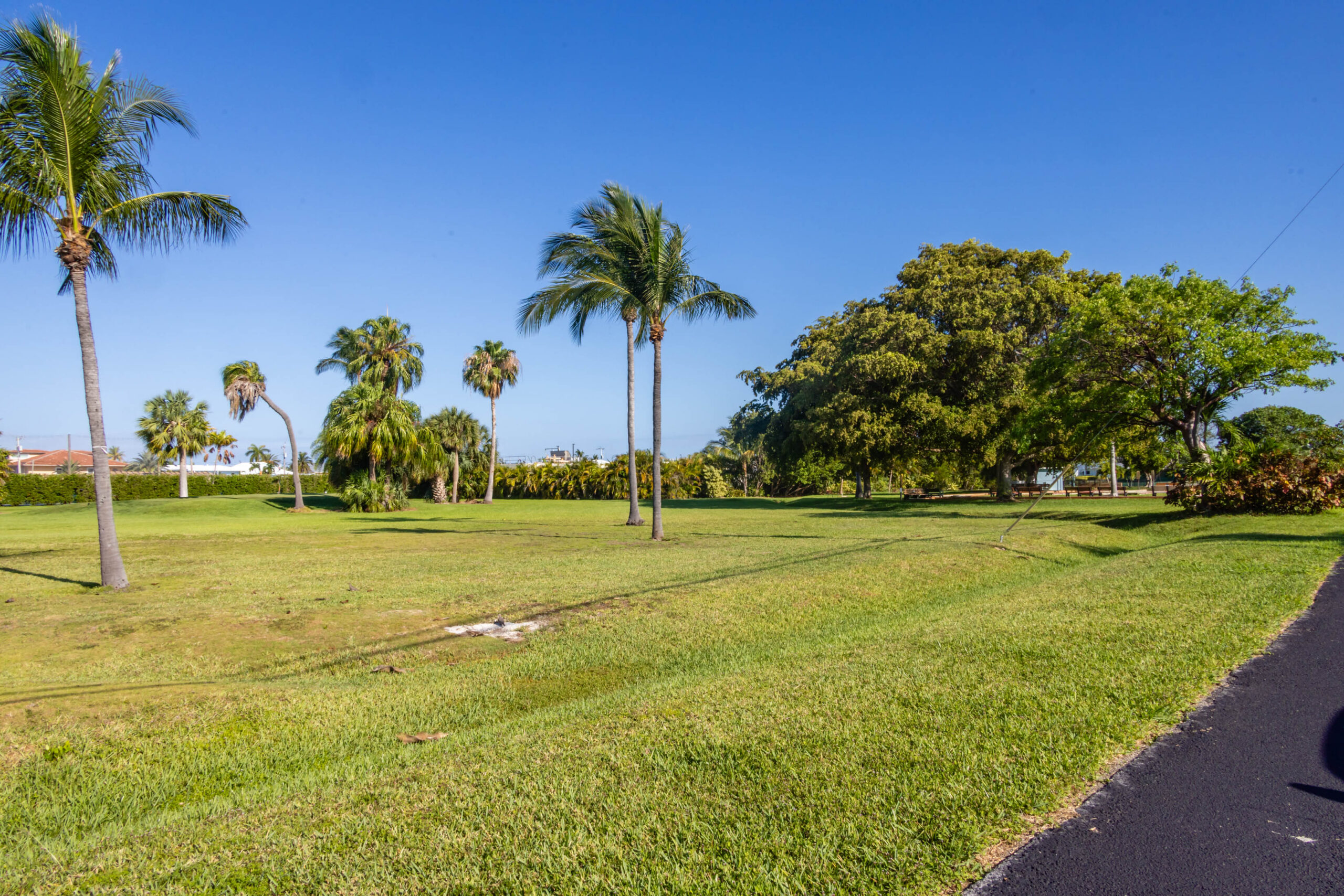Park with palm trees and grassy field