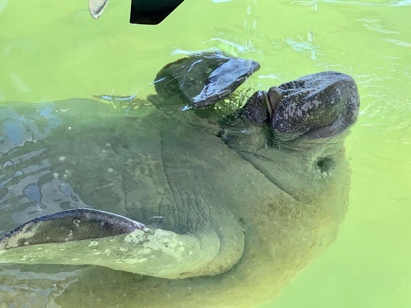 Close-up of manatee floating in green water