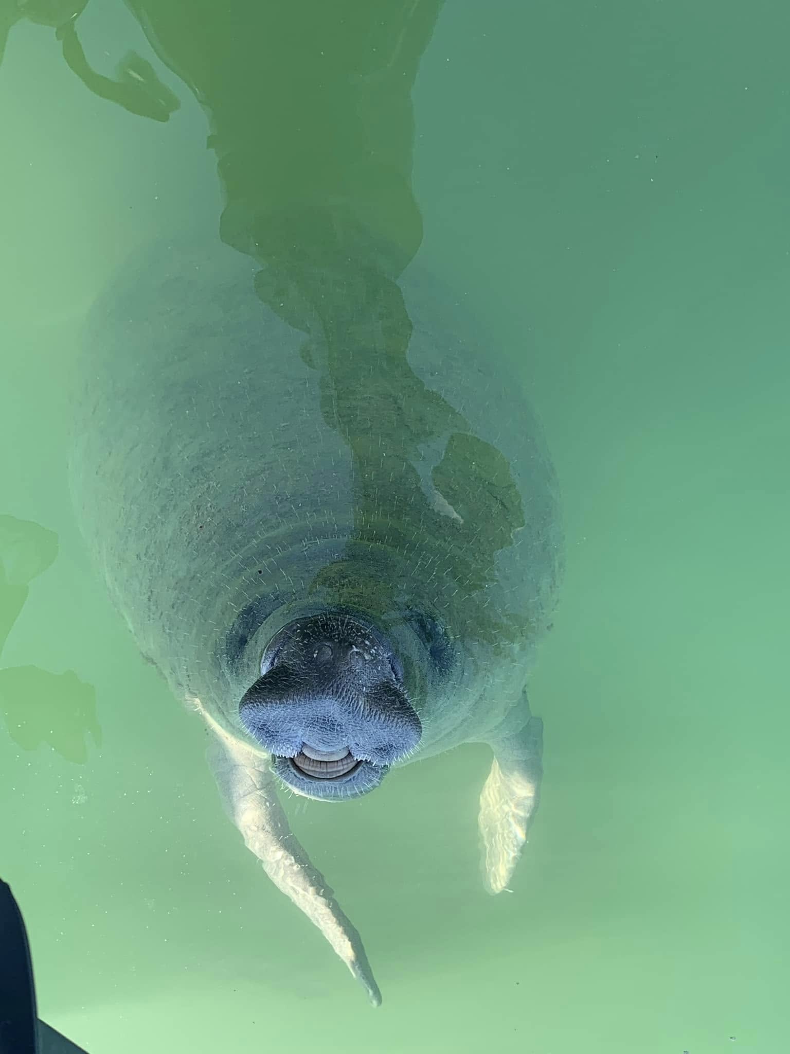 Close-up manatee swimming in green water