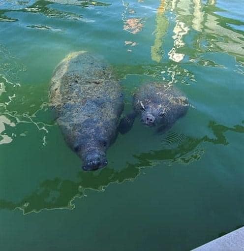 Two manatees floating near water surface
