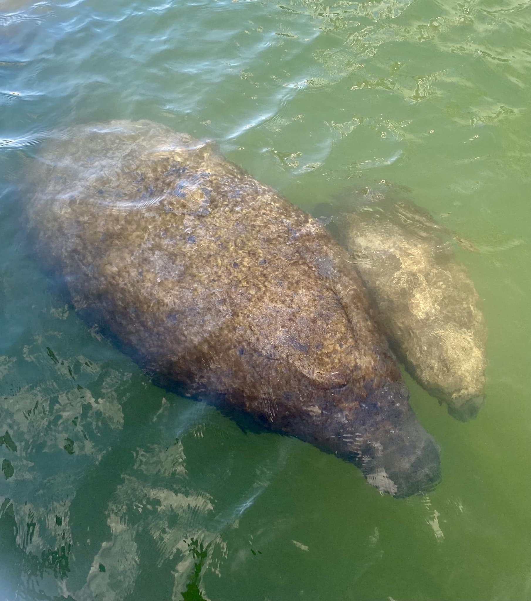 Two manatees swimming near water surface