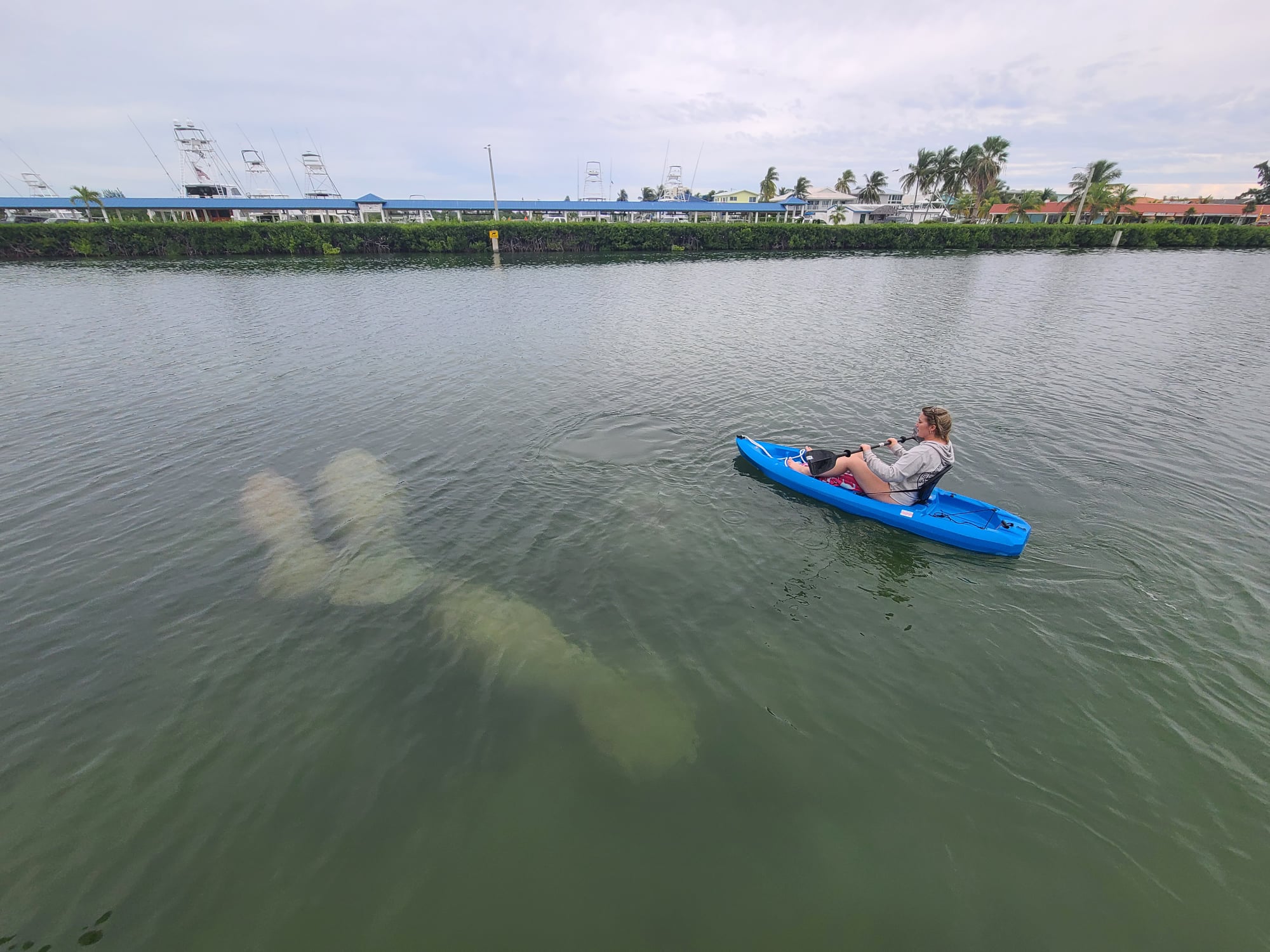 Kayaker beside large submerged manatee