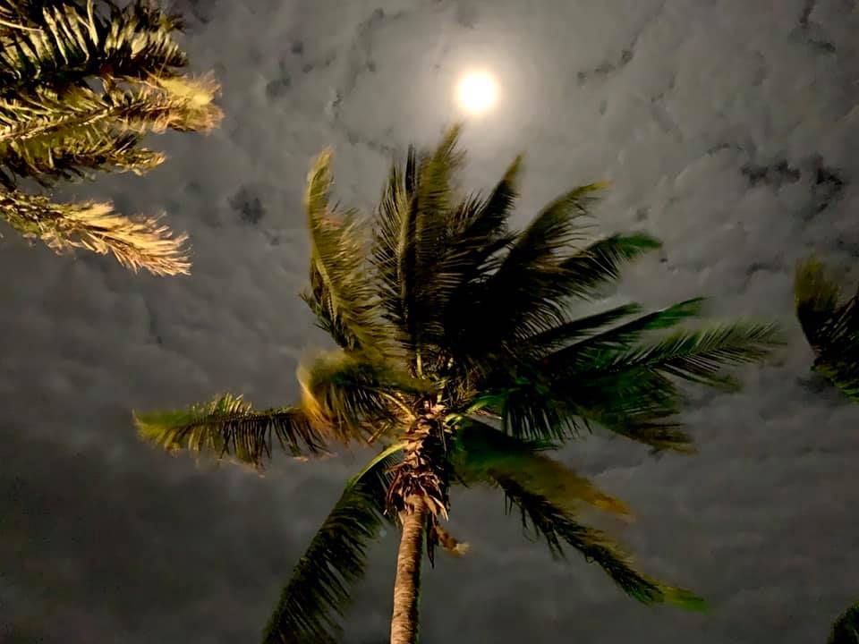 Moonlit palm tree against cloudy night sky